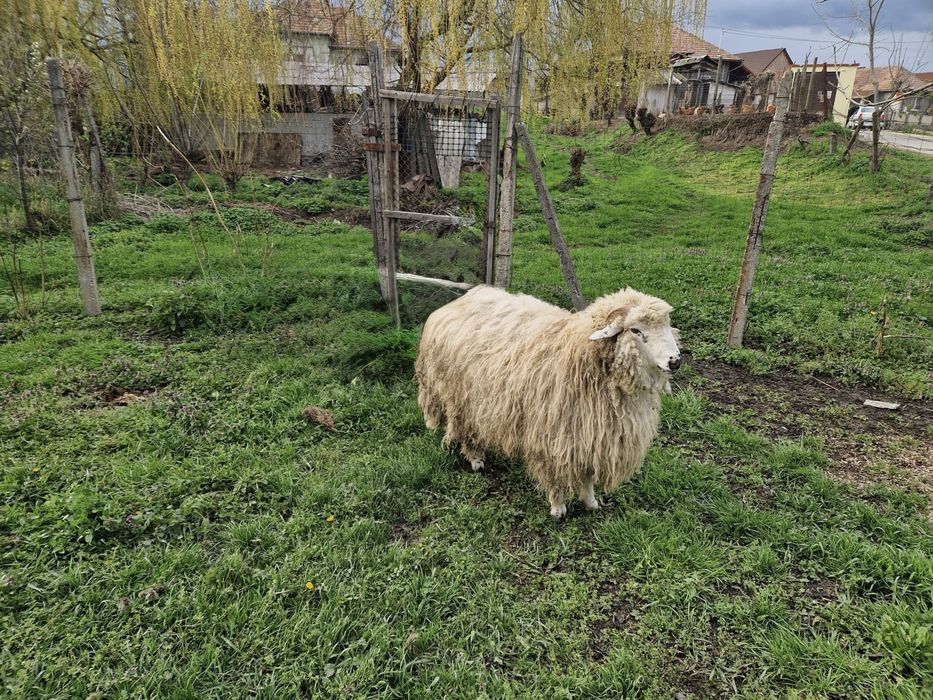 Berbec de vanzare