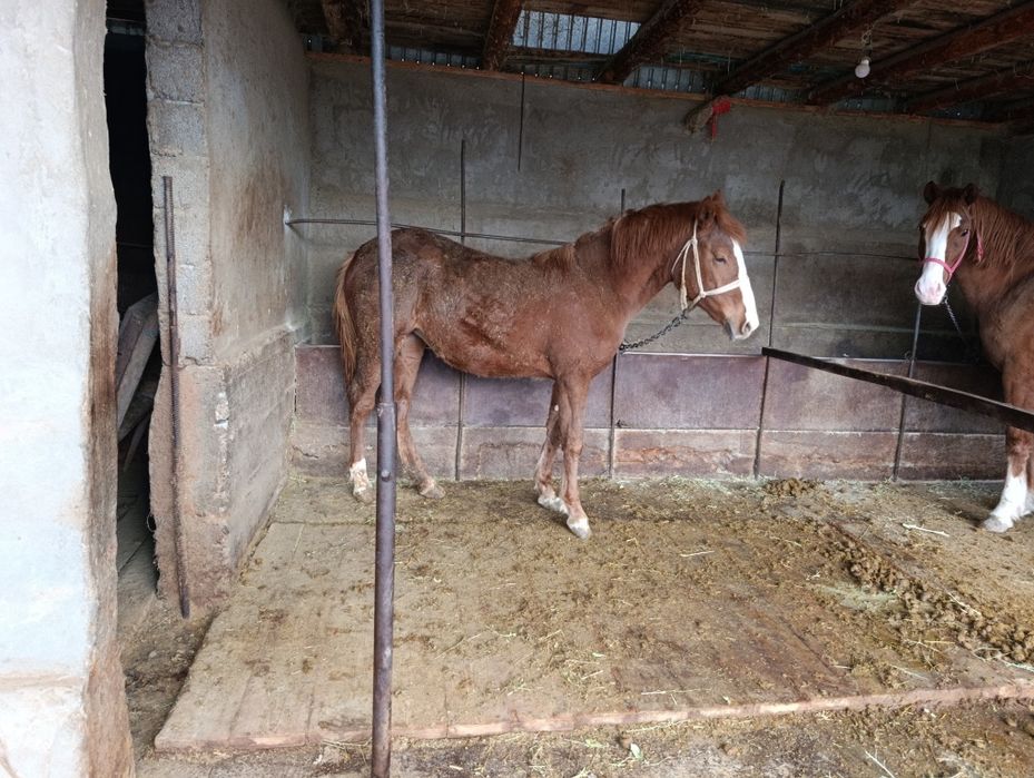 Кобылка 1годовалая рослоя