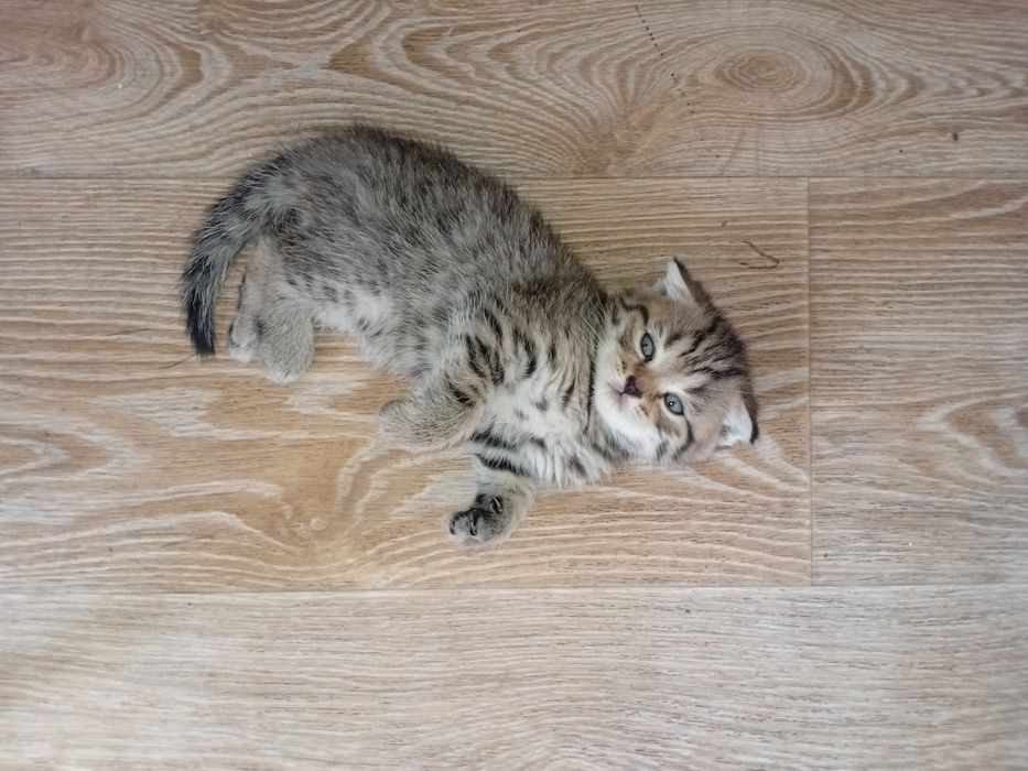 Продам вислоухих котят