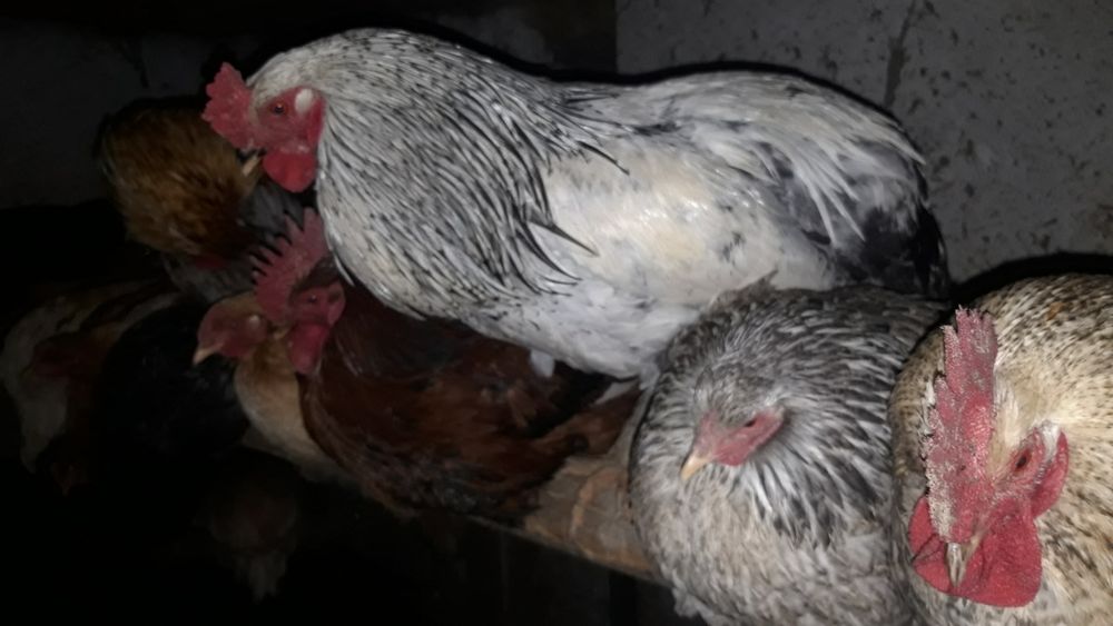 Куры много пород