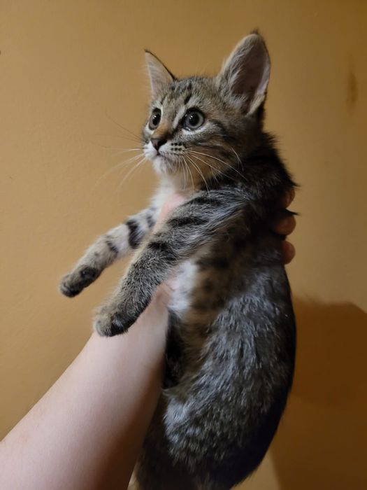 Кошка котенок в добрые руки