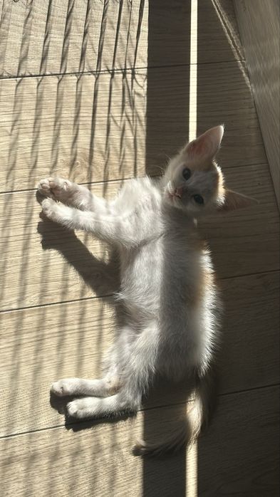 котенок 2-3 месечный