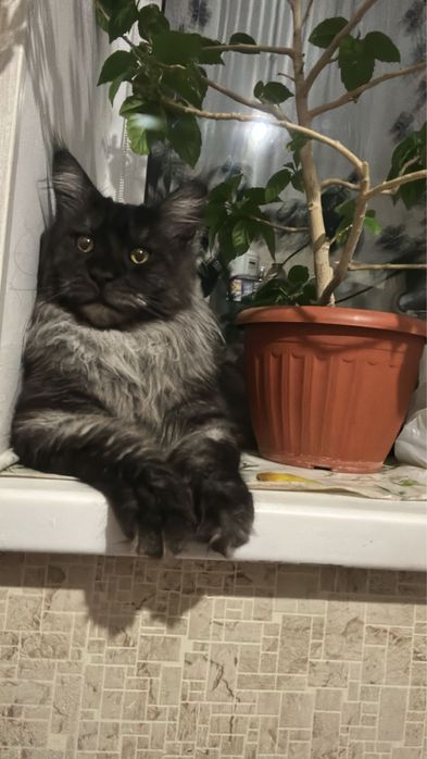 Мейн-Кун на условиях