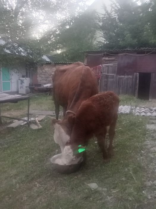 Продам корову с теленком