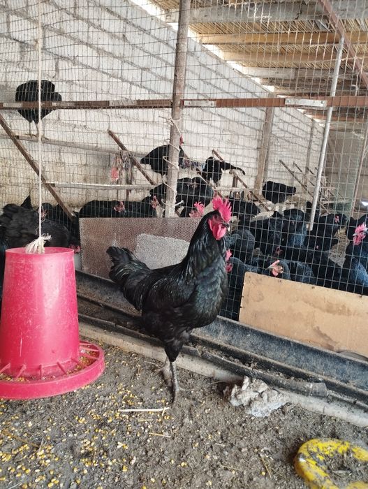 Qora shaxzoda xoʻrozlari sotiladi