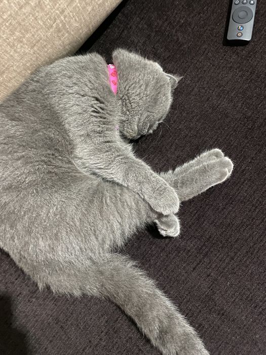Шотландская вислоухая кошка