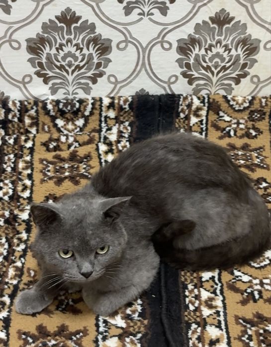 Zudlik bn sotiladi Erkak mushuk