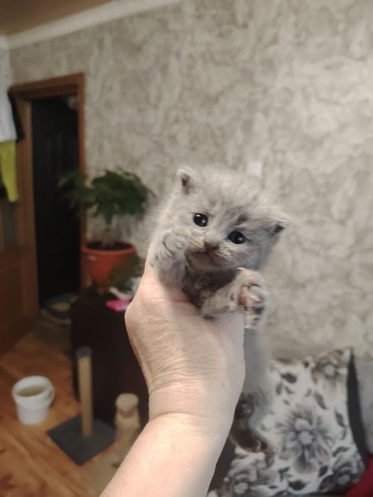 Британские малыши