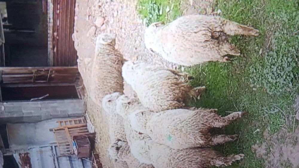 Коилар сатылады семиз кошкар