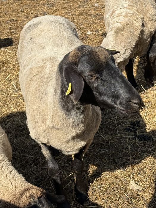 Vand oii suffolk cu mieluti!