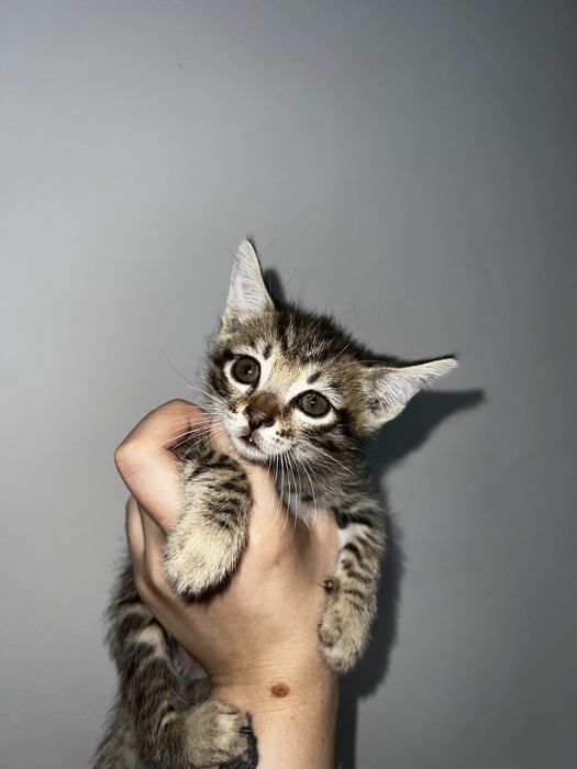 Красивые котята