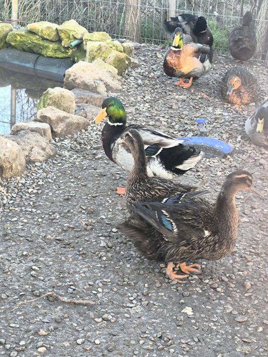 Ouă pentru incubat rață Rouen – rasă curată