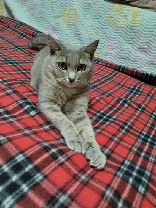 Кошечка в добрые руки