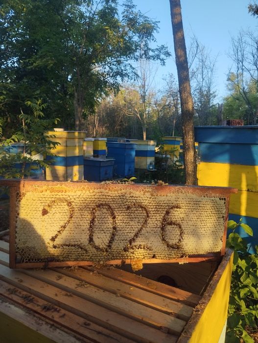 Пчелен мед реколта 2026