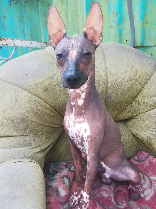 Кобель на вязку.