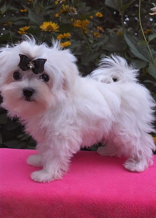 Мальтийская болонка ,Мальтезе ,Maltese  !