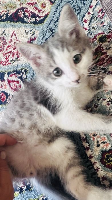 Отдам котенка мальчик бесплатно