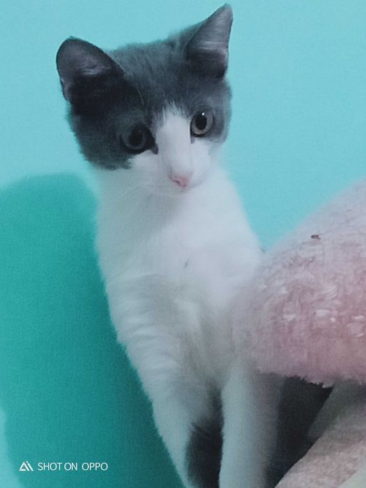 Отдаём кошку в добрые руки!