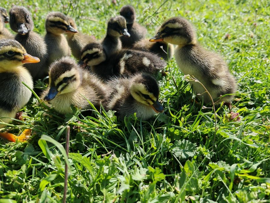 27 puișori de rață măcănitoare/românească