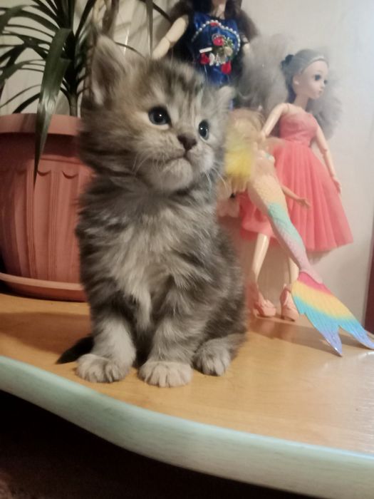 Кошечка Мейн Кун