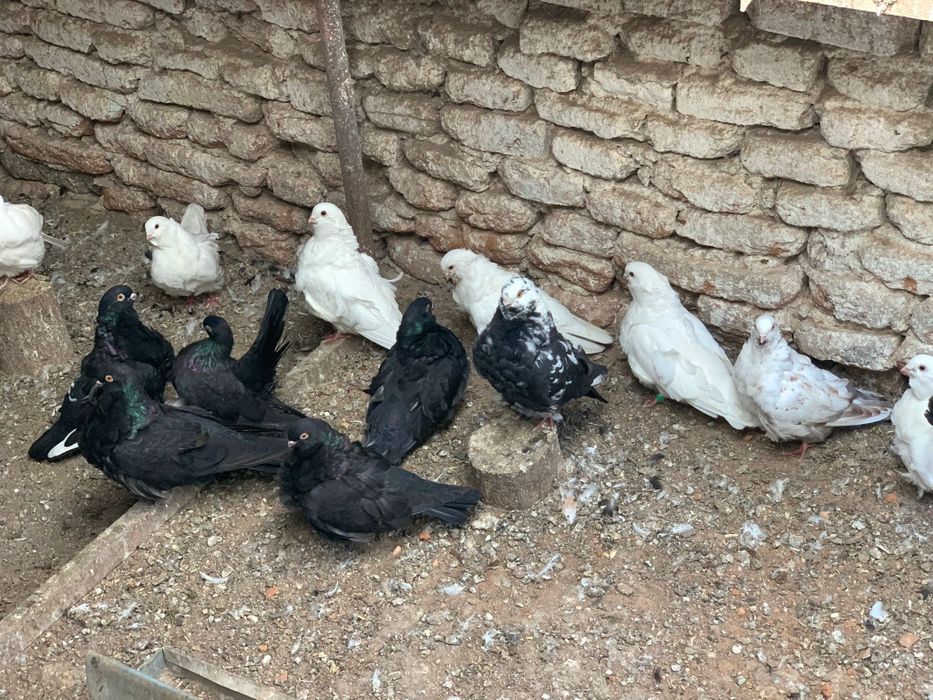 Vand porumbei, iepuri si gaini