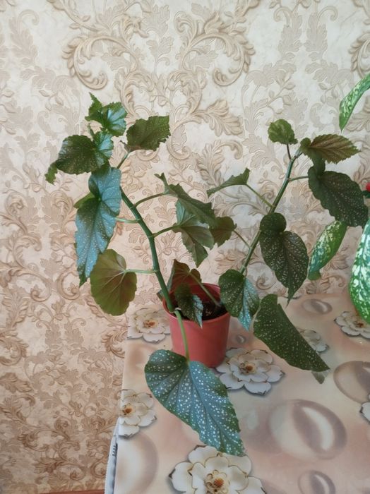 Комнатные растения, распродажа.