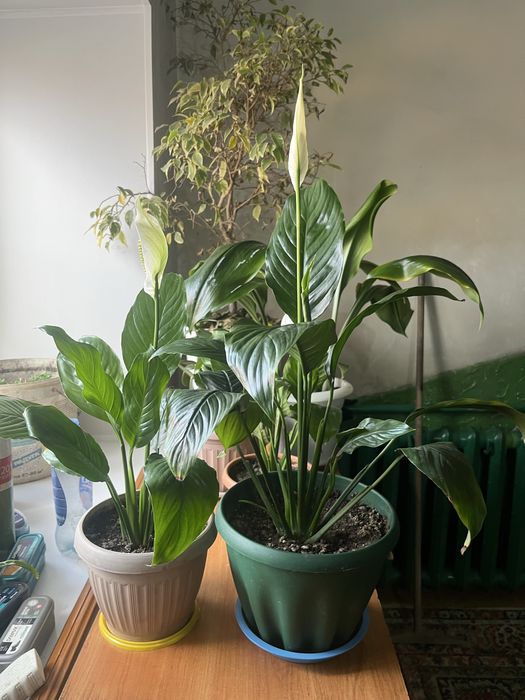 Спатифиллум ( Женское счастье) .