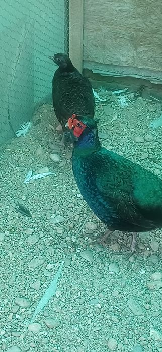 Masculi de un an din mai multe rase