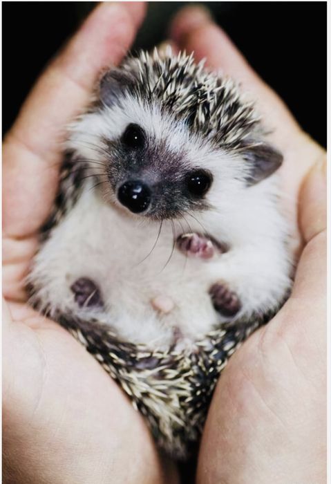 Шоу программа Фактор страха.,Кажется нащупал