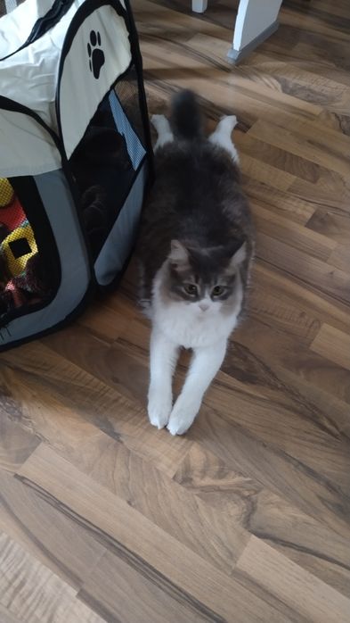 Передержка кошек