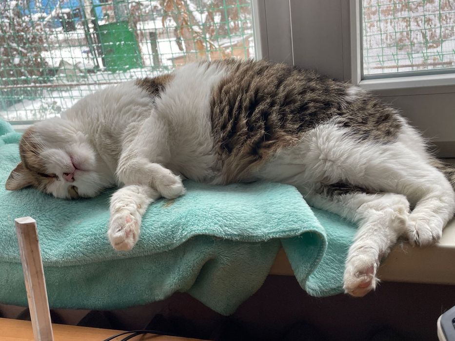 Бесплатно кошечка хорошенькая