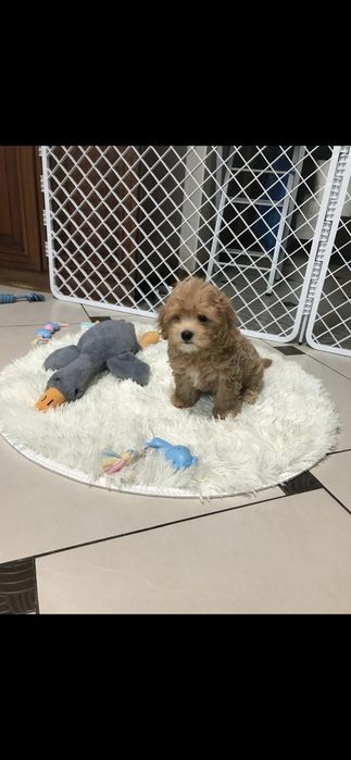 Мальтипу щенки мини.