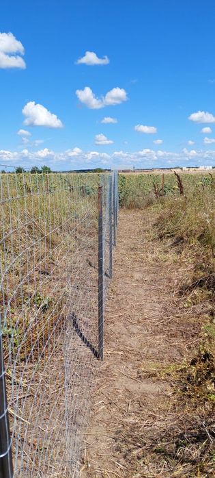 Teren intravilan Balotesti 628 mp