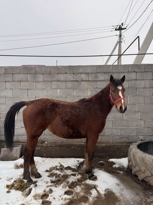 буаз бие  сатылады