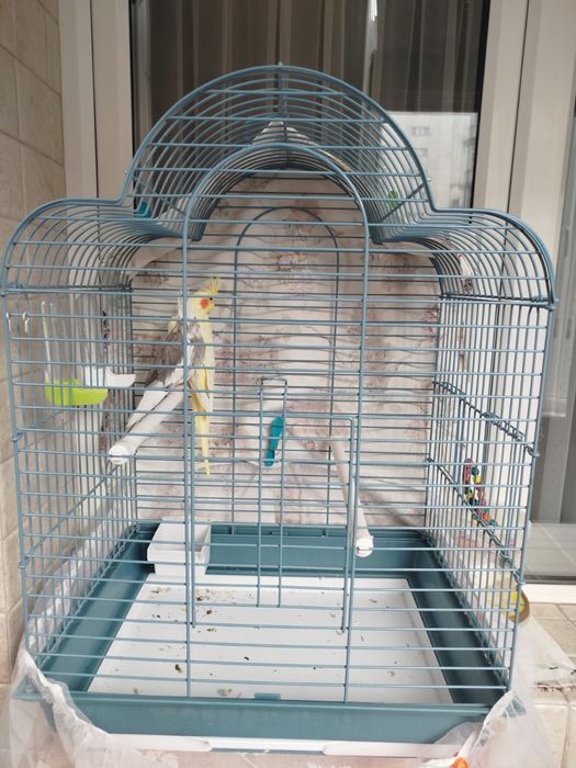 Продам папугаев карелла парой