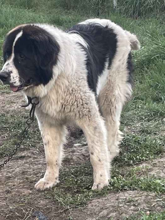 Vând Ciobănesc Românesc în vârstă de 10,5 luni  de Bucovina