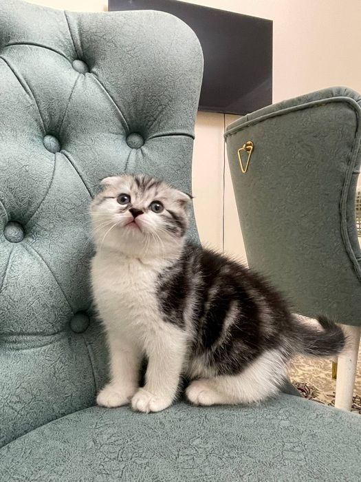 Мушук боласи сотилади