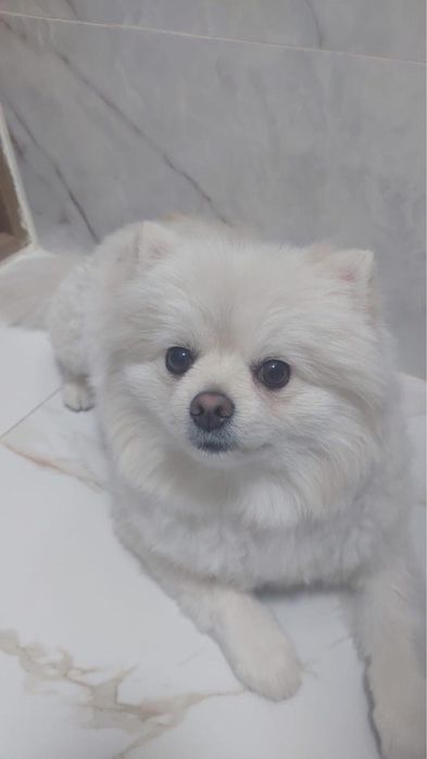 Предлагается к вязке померанский шпиц