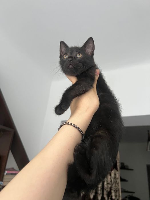Adopție motănel
