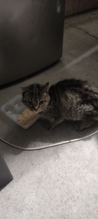 Отдам кошечку в хорошие руки