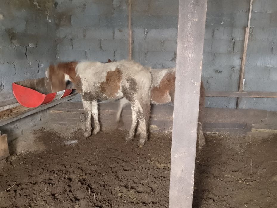 Продам тай 2 головый