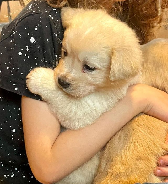 Donez cățeluși metis de Labrador cu Bichon havanez