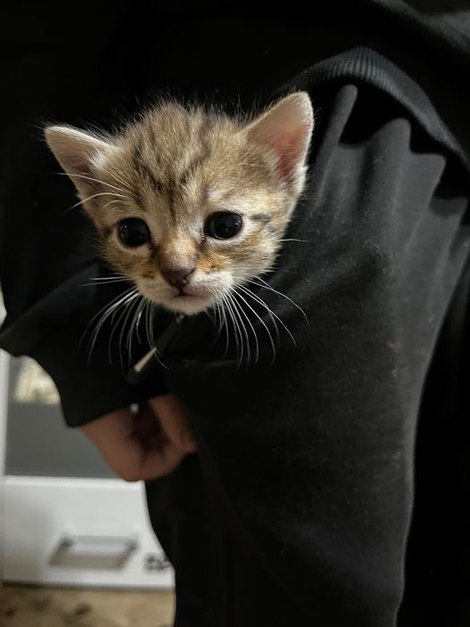 Котята месяц котенку