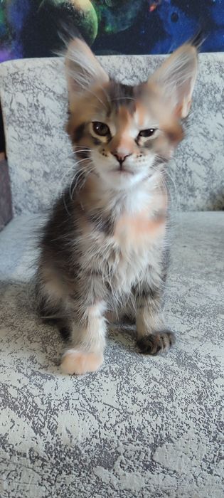 Продам котенка девочку Мейн-Кун.