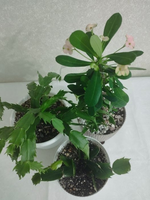 Молочай миля крупноцветковый,  район Евразии