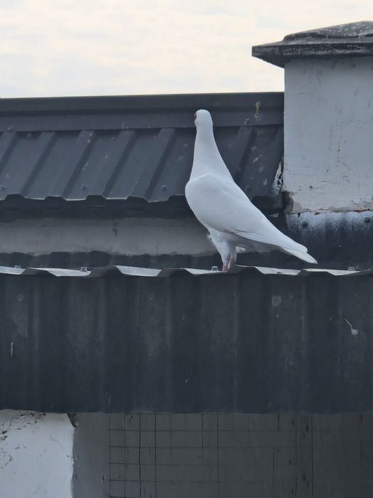 Продам голубей кептер