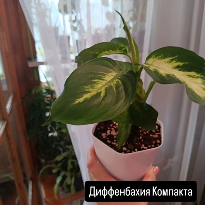 Большой выбор цветов .