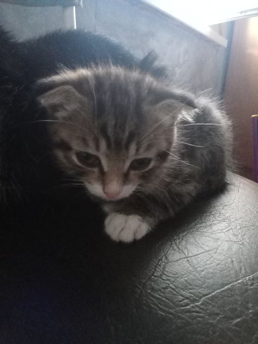 Котенок бесплатно