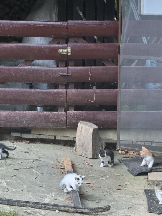 pisici 5 saptamani donat