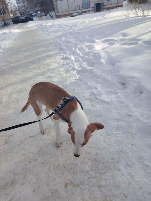 Джек рассел продам.